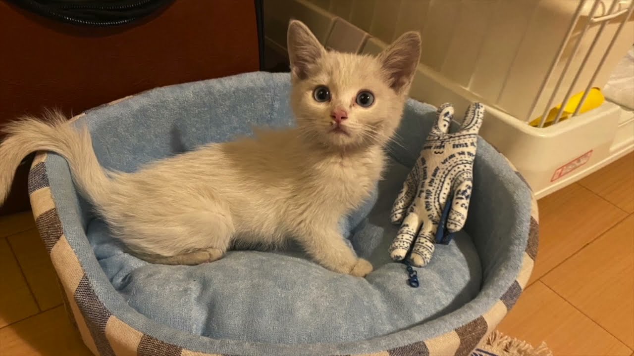 ２週間精一杯生きて天使になった子猫「藍（らん）」　横隔膜ヘルニアを患い、必死に生きた記録です。