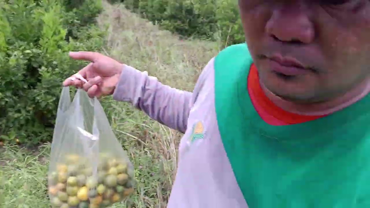 Kalamansian sa sitio HAMBONG HAMBONG 