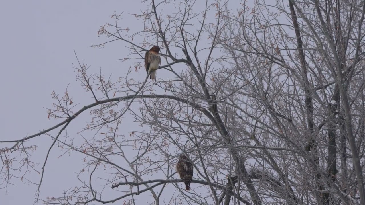 Funny squirrel tease two Red Tailed Hawk, Écureuil qui taquine deux buses a queue rousse