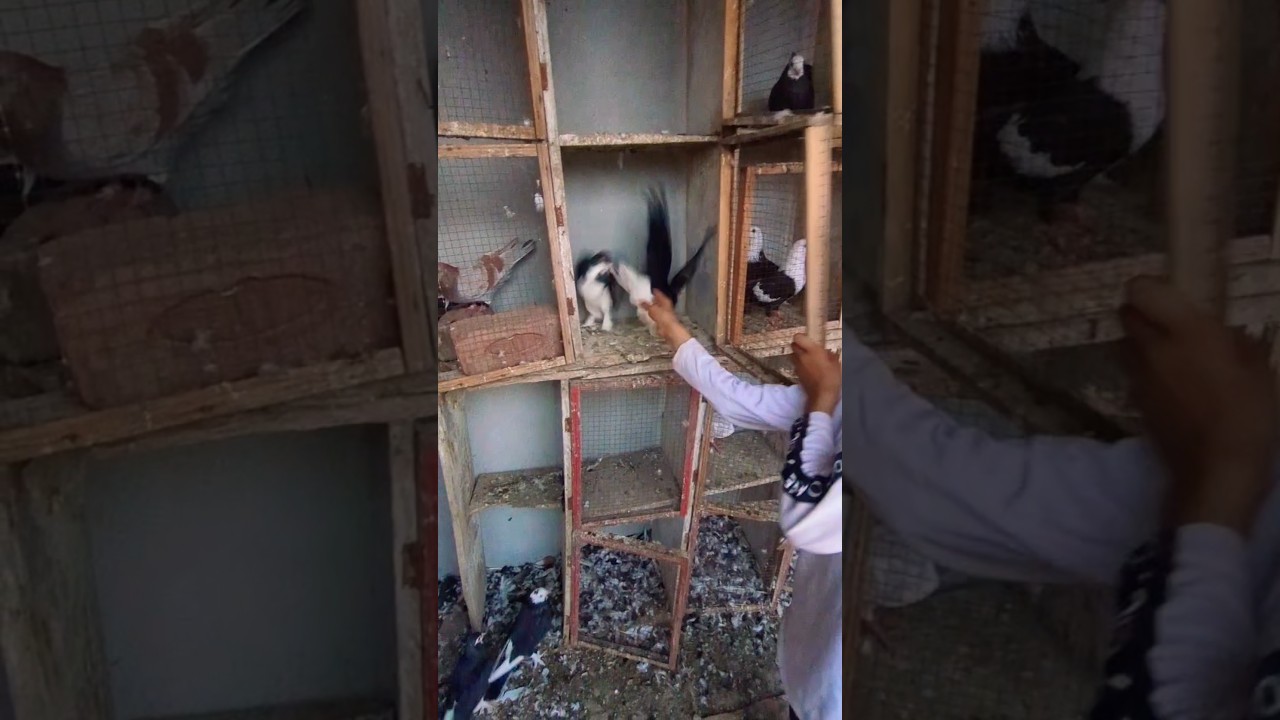 Shirazi New Lovely Pigeon ki Video 💕|| Shirazi Kabootar ki video 🥰 || #shorts #kabutar #kabootar