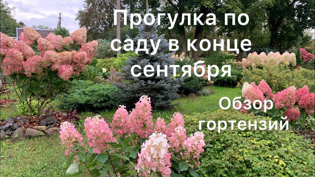 ПРОГУЛКА ПО САДУ В КОНЦЕ СЕНТЯБРЯ. Обзор гортензий🌸