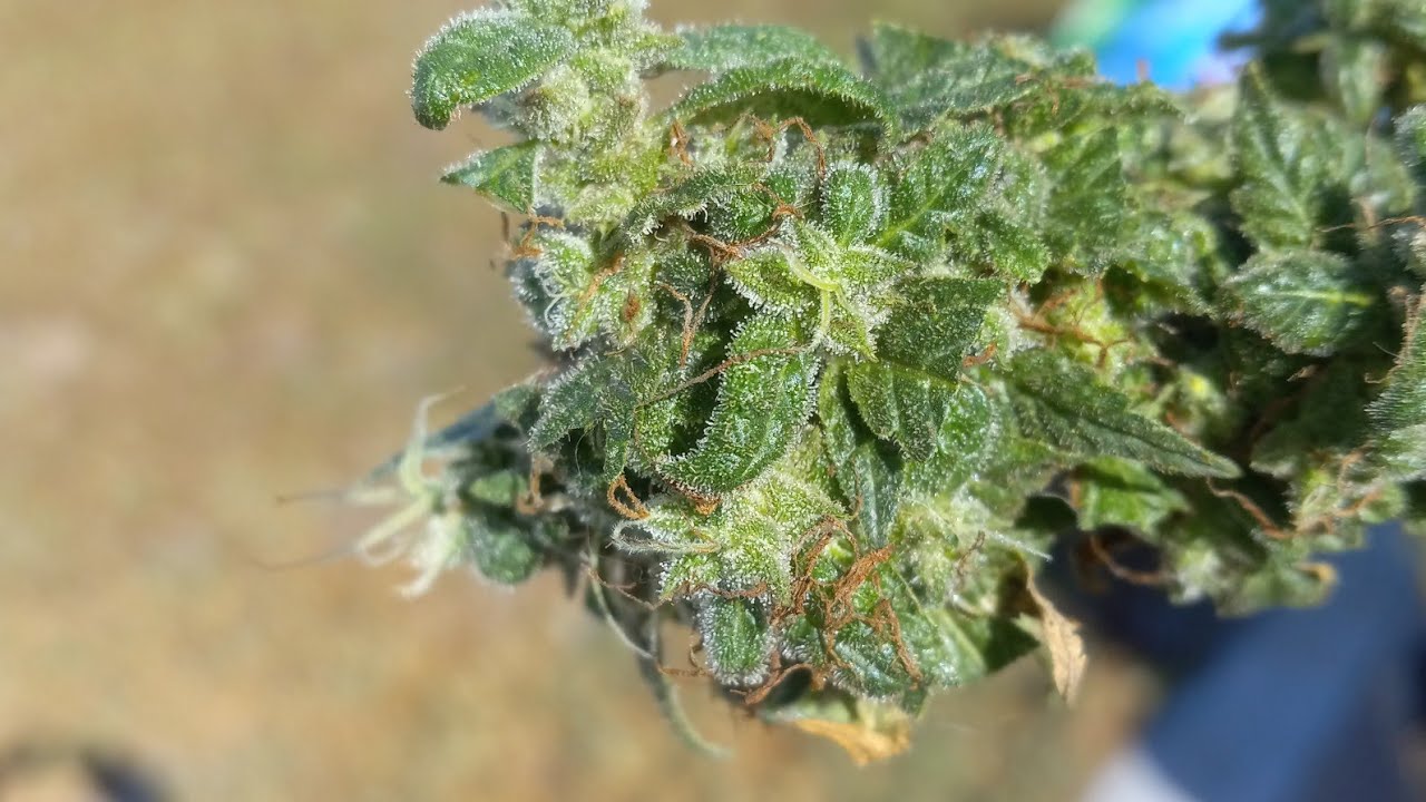 Harvest time exotic Auto flowers Andymo medical cannabis #hightimesmagazine #hightimes #instagram