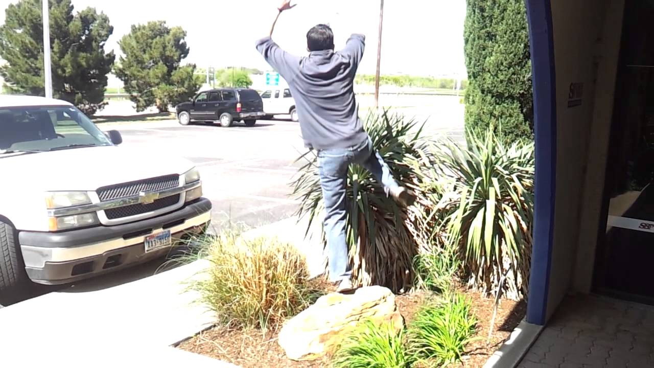 Cactus jump!!!