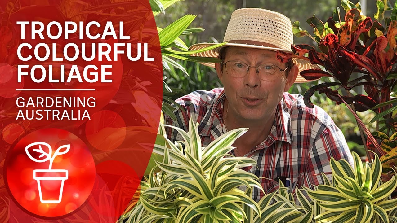 Tropical plants for long lasting colour