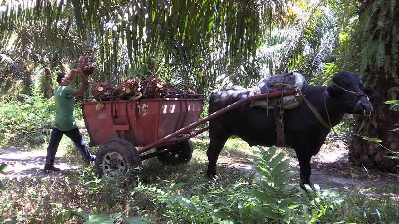 Colombiana Inal patenta máquinas que revolucionan industria de palma africana