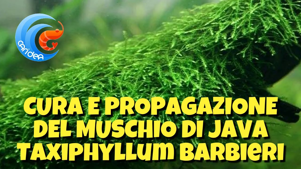CURA E PROPAGAZIONE DEL MUSCHIO DI JAVA - TAXIPHILLUM BARBIERI
