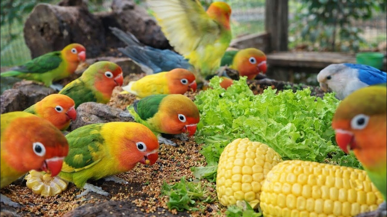 Lovebird Colorful 💚❤️#lovebirds #sunconure #parrotlover #birds #cutelovebird