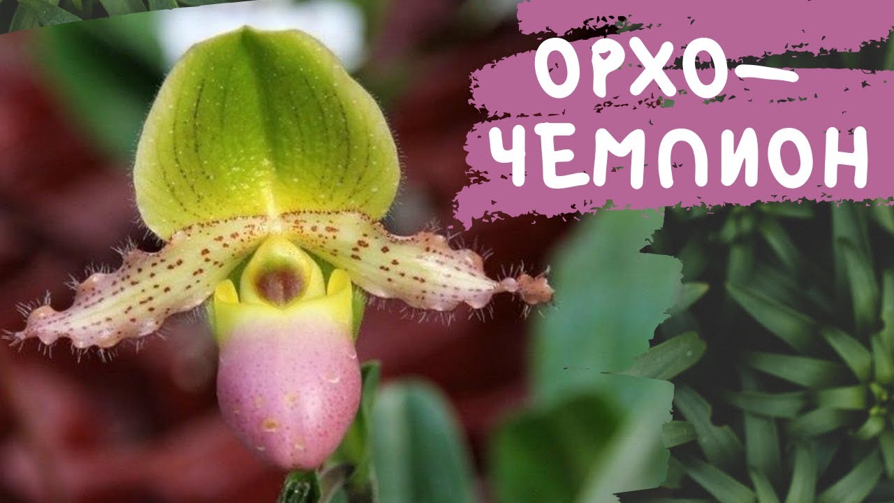 Орхо-чемпион в цветении! Пафиопедилум 