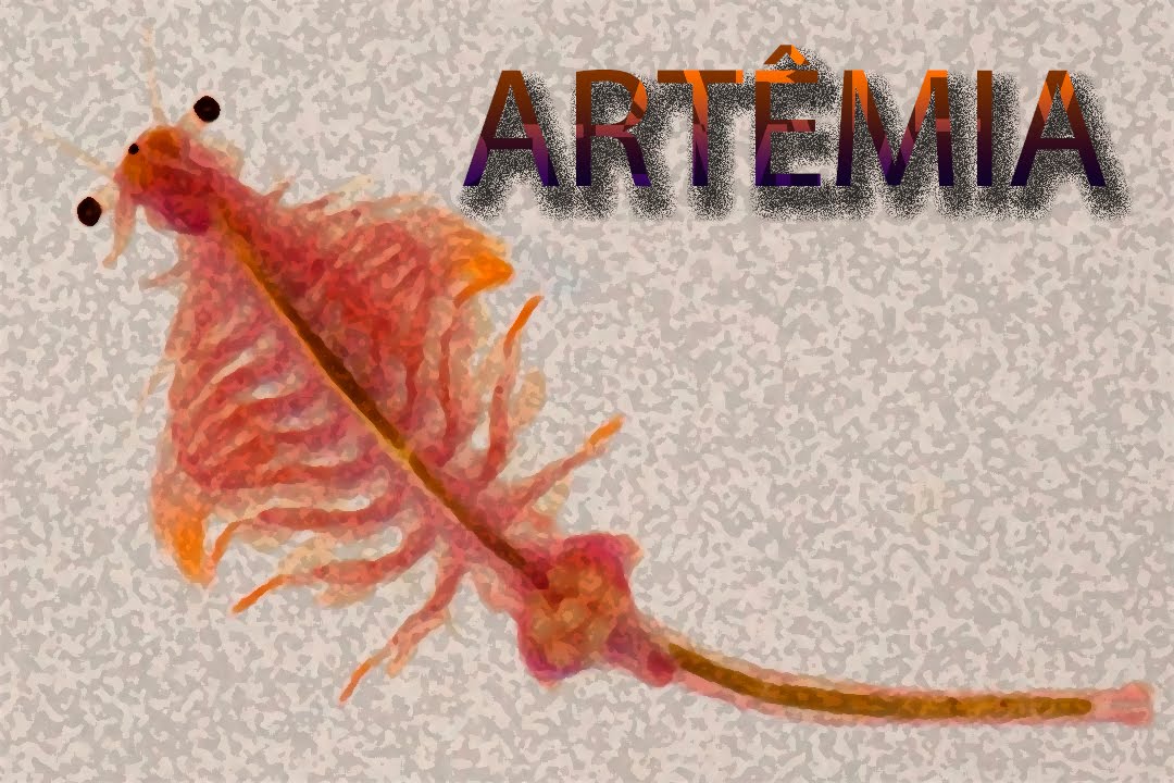 COMO CULTIVAR ARTÊMIA SALINA
