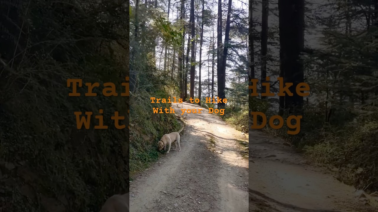 Let&rsquo;s go for a hike🦮 #hikingwithdogs #dogshorts #hiking #forestwalk #doglover #himachaltravel