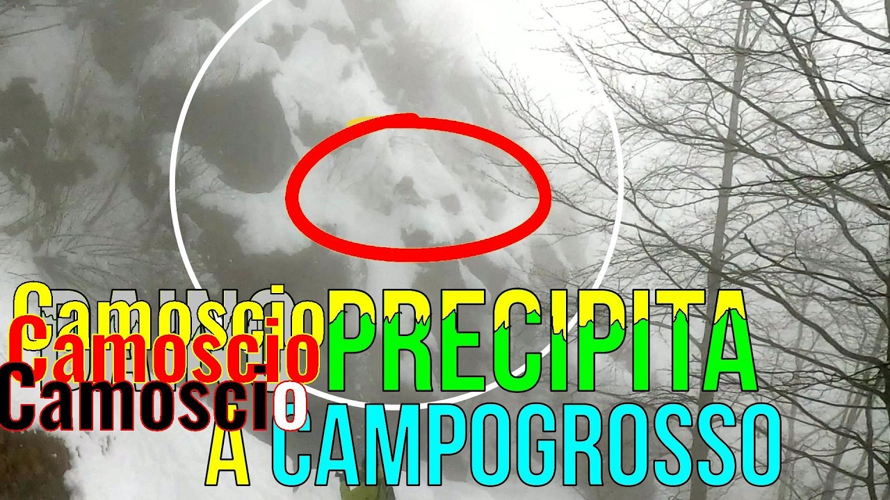 CAMOSCIO PRECIPITA a Campogrosso - Recoaro. Ripeto è un CAMOSCIO