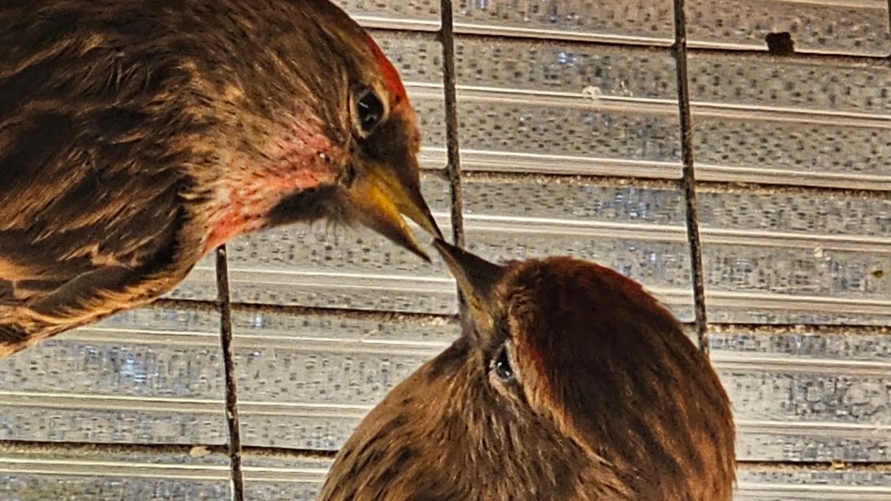 Breeding Native Finches in davidsbirdroom.