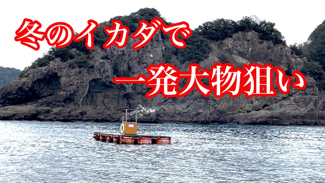 チヌとアオリイカの二刀流で一発大物を！