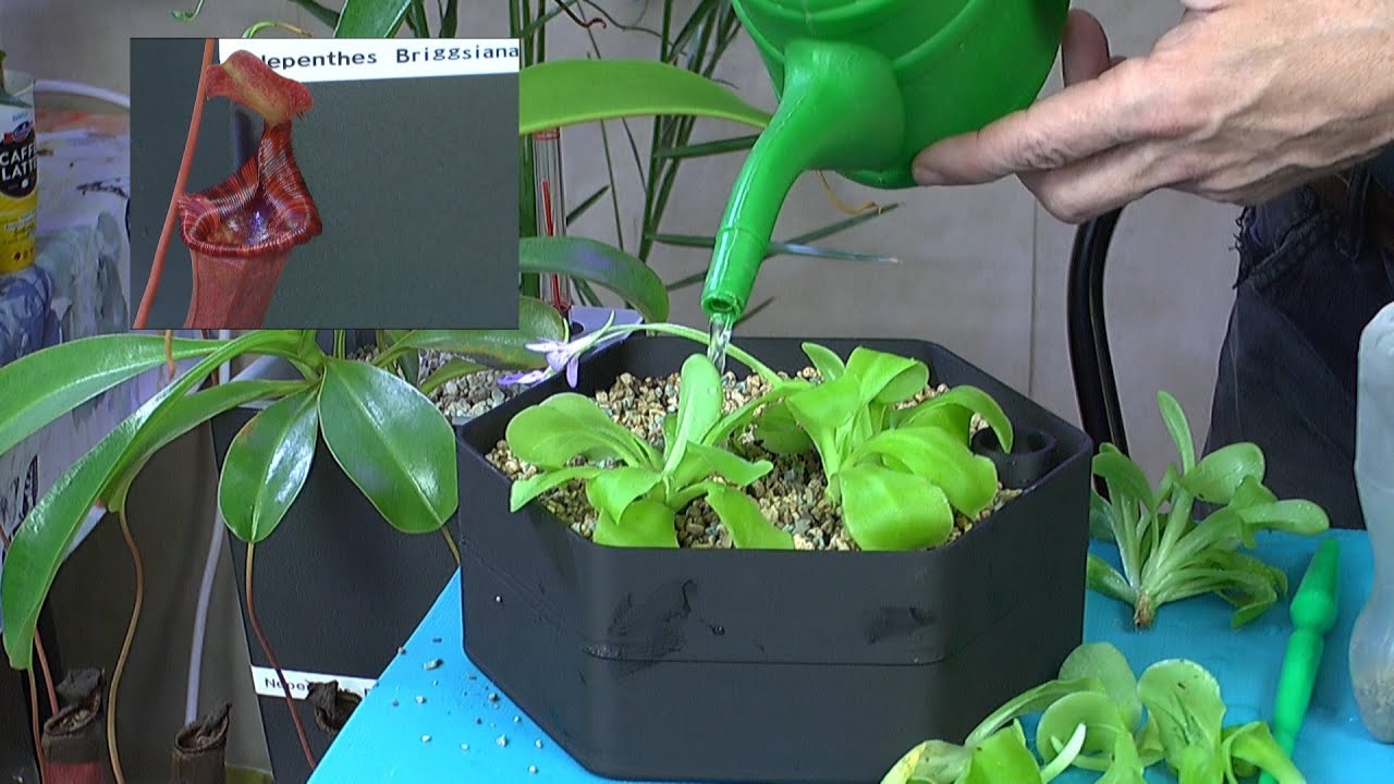 Karnivoren Fettkraut umpflanzen und Kannenpflanze neu Düngen Pinguicula und Nepenthes mineralisches