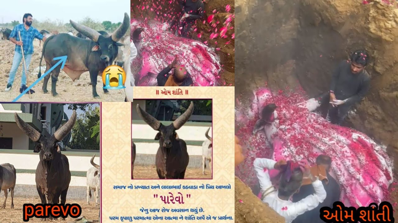 pareva bull daeth & lala bhai kathvada Gujarat #kankrejcow #prevabull#kakrejcowbasant