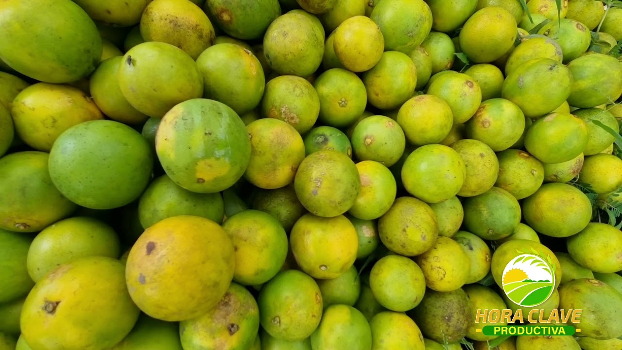 PRODUCCION DE NARANJAS, SONAGUERA COLON PARTE 3