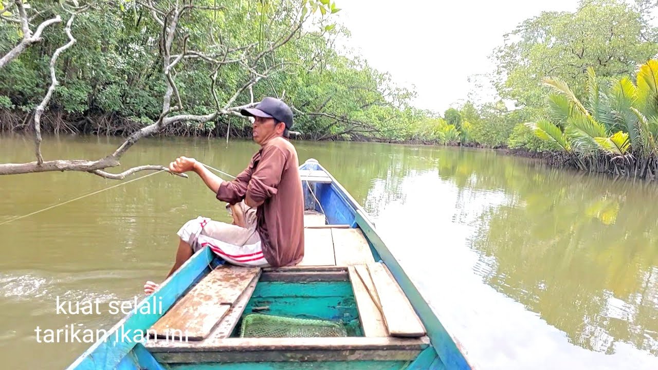 DARI MUARA SAMPAI KEHULU, BERKALI KALI PANCINGKU DITARIK TARIK IKAN IKAN BABON HARI INI