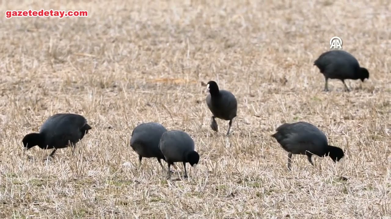 Ağrı Dağı etekleri g&ouml;&ccedil;men kuşların bahar rotasına d&ouml;n&uuml;şt&uuml;