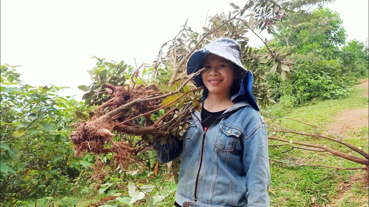 Lên rừng đào cây sim về trồng  gặp ngay cây Sim cành đẹp
