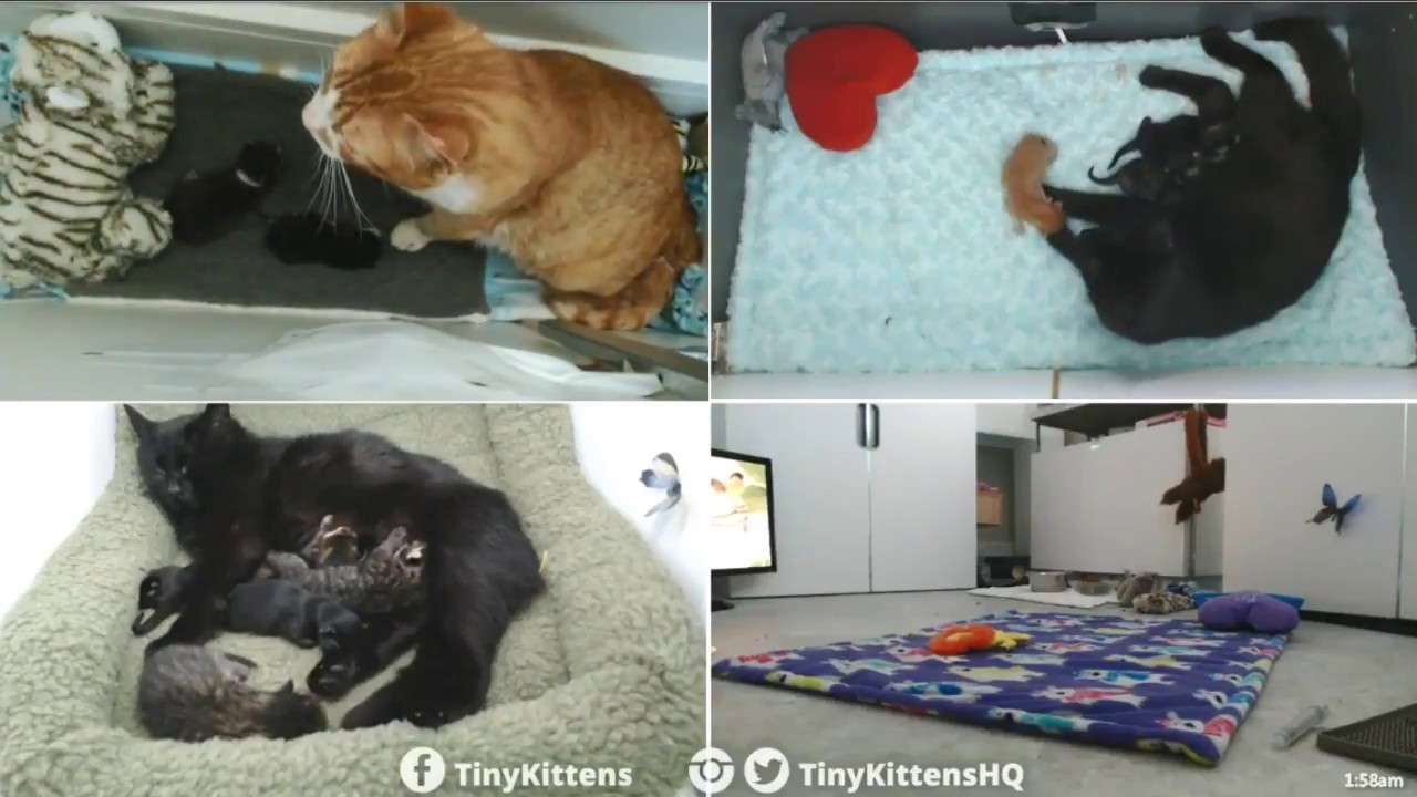 Tiny Kittens Chloe steals the kittens in ramonas nest for herself 4 23 2018