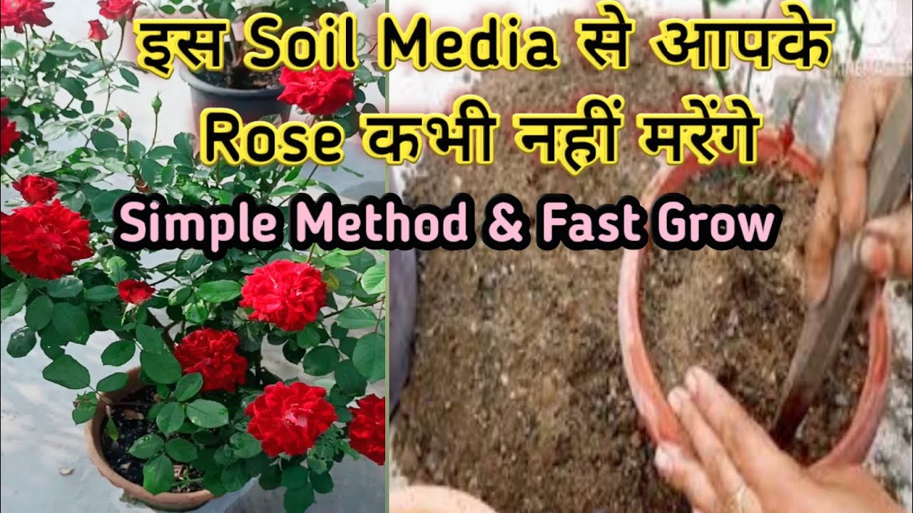 गुलाब की मिट्टी कैसे बनाएं।How To Grow Rose In Soil Media।Use Simple Method #rose #best#gardening