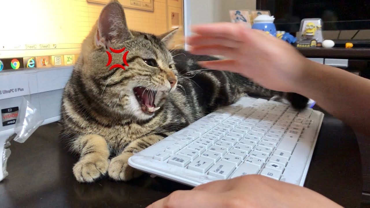 徹夜で仕事中の妹を強引に邪魔して怒られてしまった猫ｗ