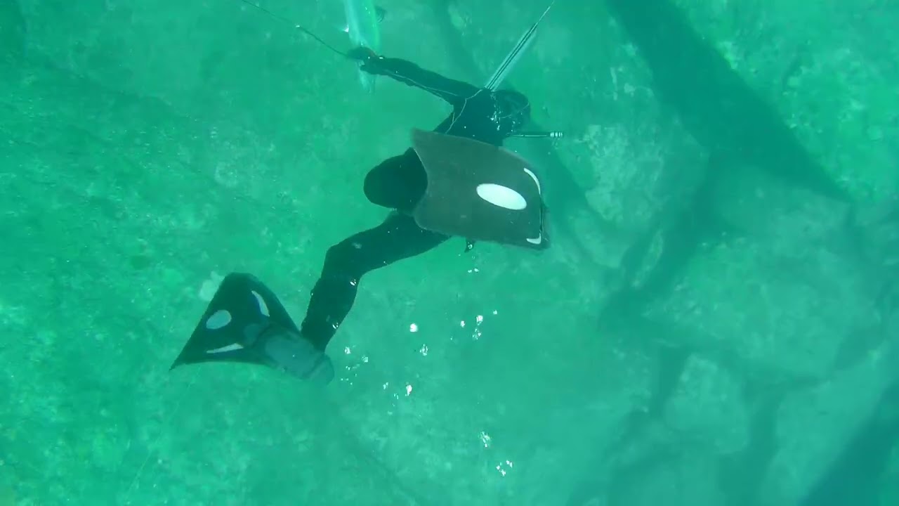 Barracuda, ko Racha Yai 24/01/2023