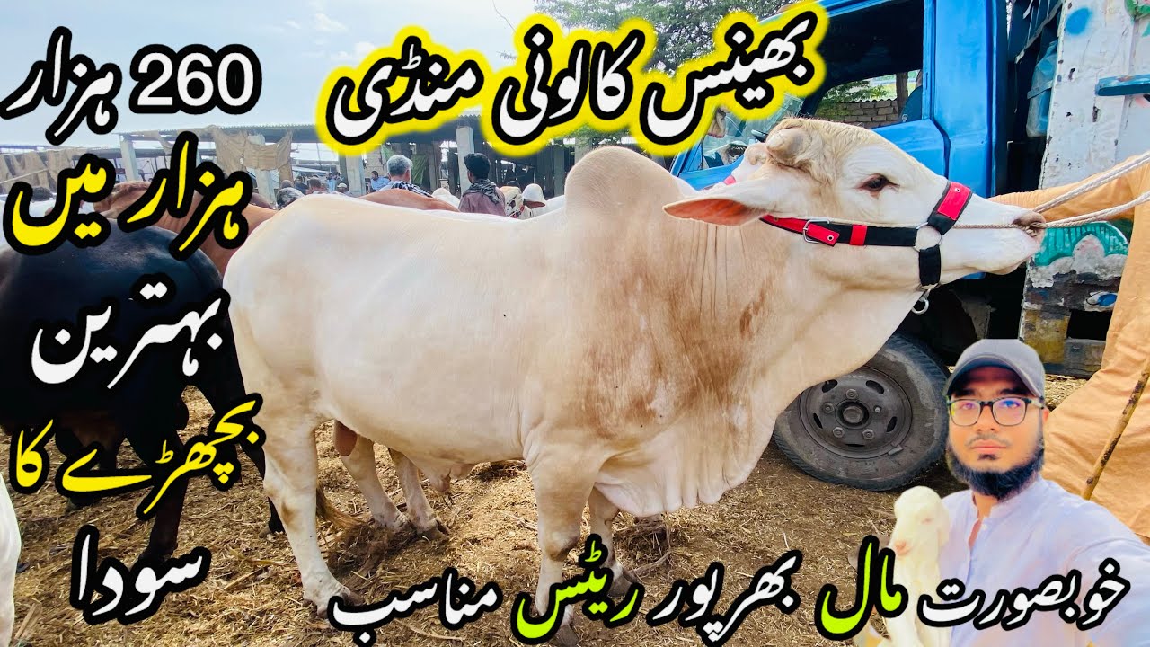 Bhains Colony Mandi Karachi Cattle Rates Update❤️ || 1 april 2026 || Cow Mandi 2026 💫