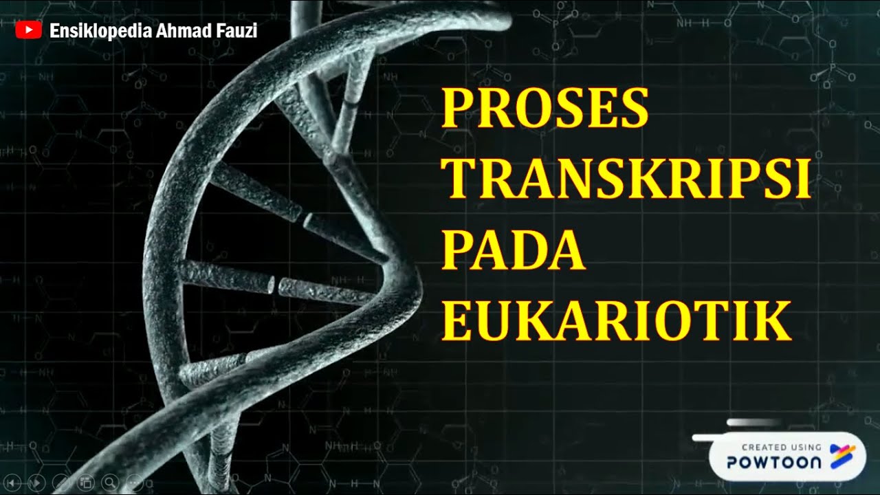 Tahapan Transkripsi RNA pada Eukariotik