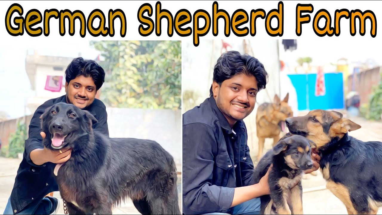 17 German Shepherds Together At Farm | All Coats Of German Shepherd In Comparison | Call -7275863266