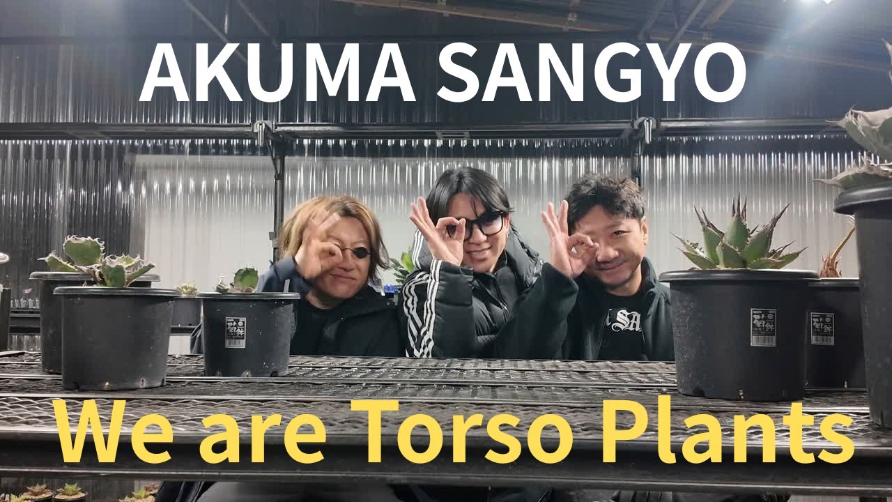 【アガベ】トルソープランツが通ります【お遊戯会】