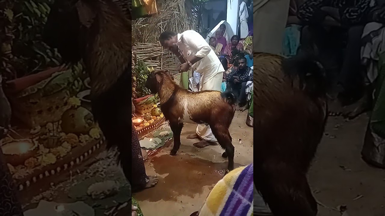 Aythi Lingayya  Regulapadu