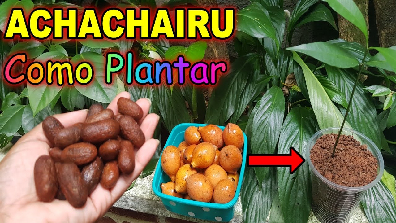 👉 COMO PLANTAR SEMENTES DE  #ACHACHAIRU😋  Como Germinar Achachairu Diretamente na Terra- Confira