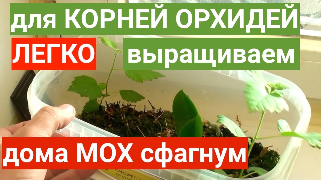 ЛУЧШИЙ для КОРНЕЙ ОРХИДЕЙ НАРАЩИВАТЕЛЬ - мох сфагнум ЛЕГКО ВЫРАСТИТЬ дома