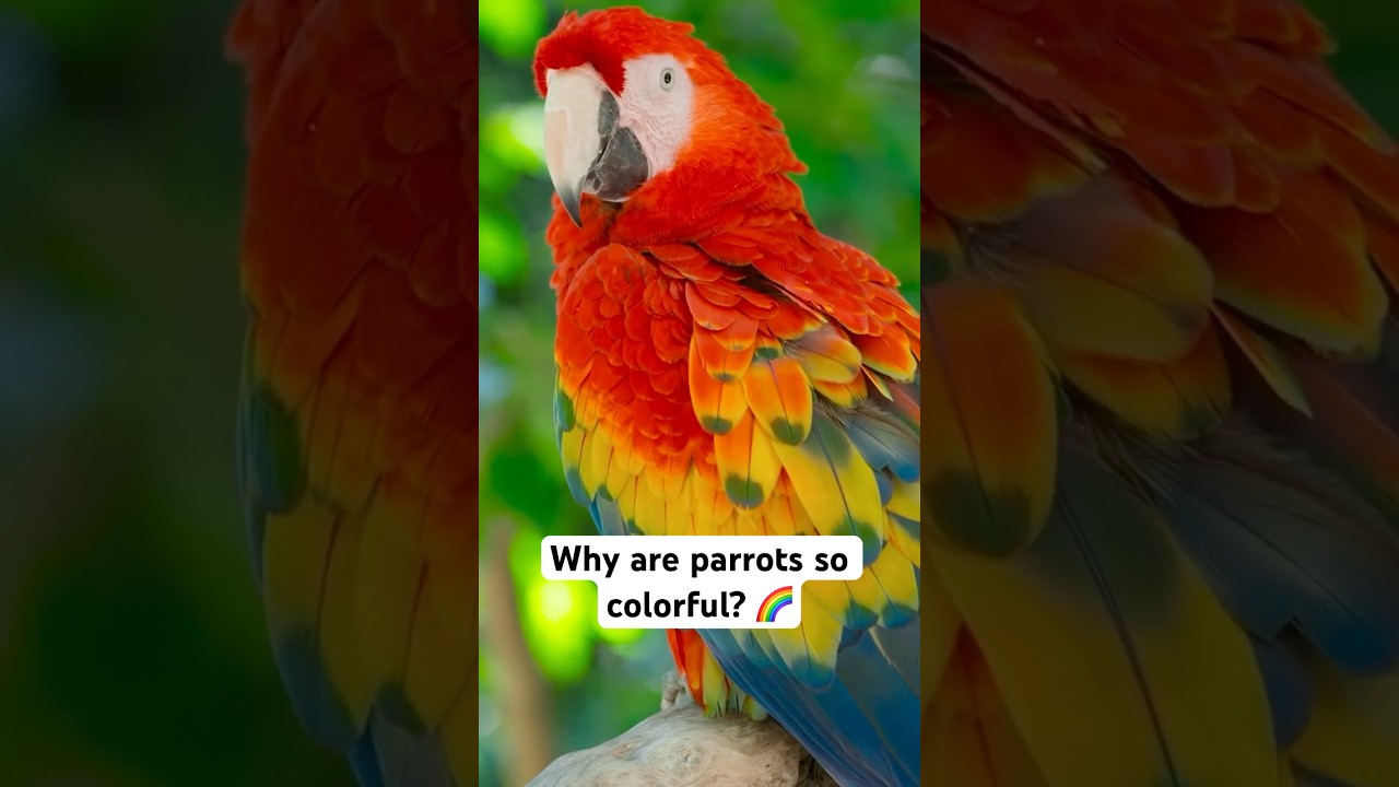 The Secret Behind Parrots&rsquo; Vibrant Colors! 🦜🌈 #animals #facts #birds