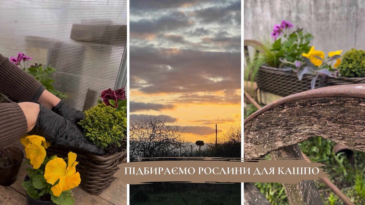 💥Створюю композиції в кашпо💥Як правильно підібрати рослини🍃 #рослини #квіти #сад