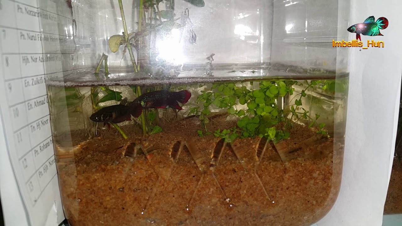 wild Betta Imbellis Breeding Process
