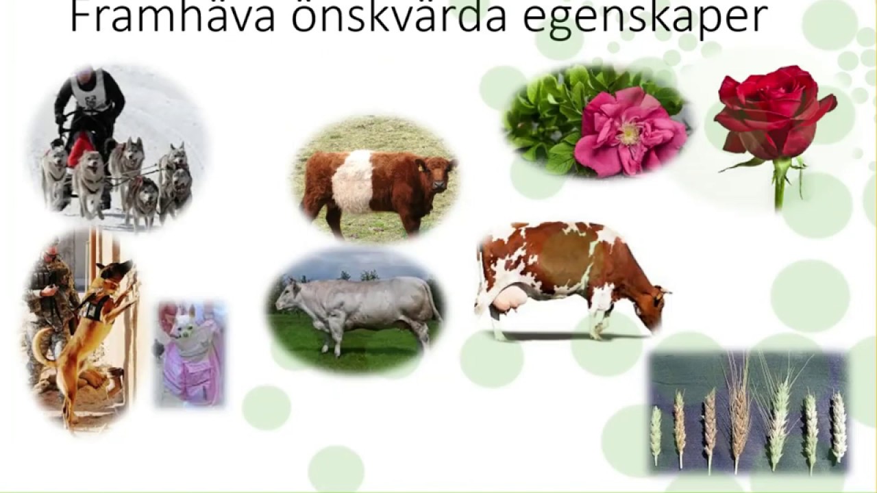 Avel och f&ouml;r&auml;dling