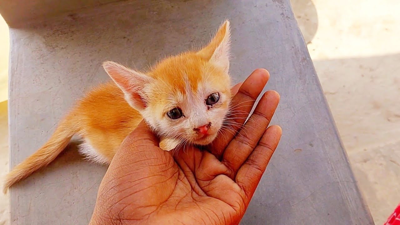 Baby Cute Kittens Funny Videos || cute baby kitten meowing #cat #animallife #animals #funnyanimals 