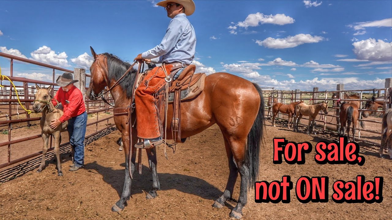 BUCKSKINS | WAGYU | MISSING Mare