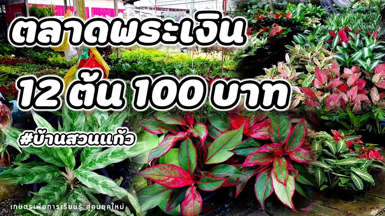 ราคานี่บอกเลยว่า..ถูกมาก‼️ ราคา10บ. 12ต้น100 มีไม้ด่าง,ไม้ประดับ,ไม้มงค,ไม้กระแส,ไม้จิ๋ว ร้านสวนแก้ว