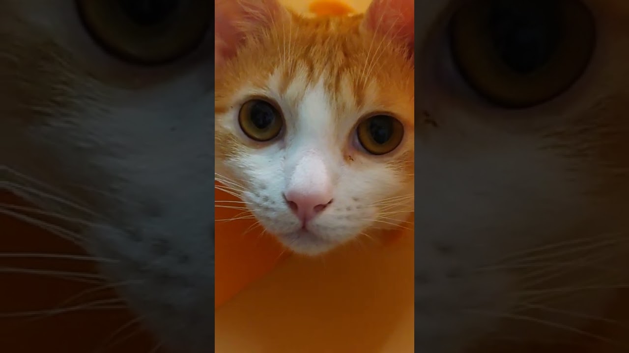 meowing