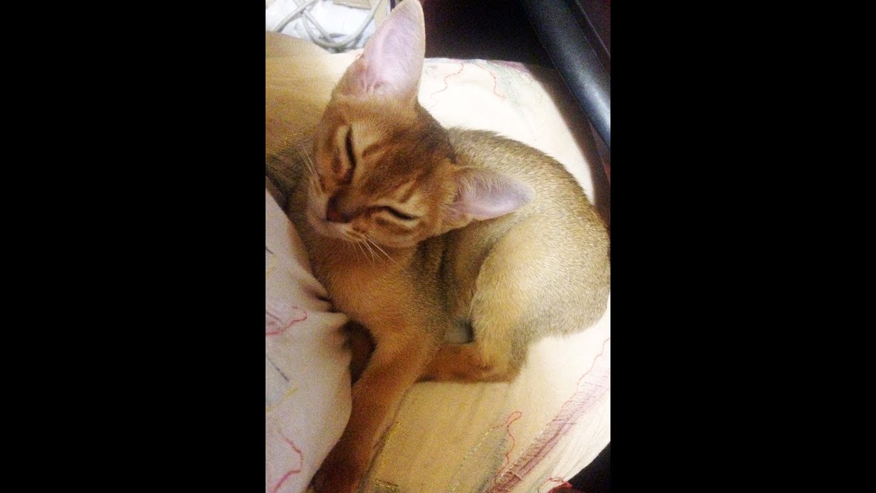 Cat children,  Gatinhos do gato abiss&iacute;nio, gatitos gato abisinio, котята абиссинской кошки
