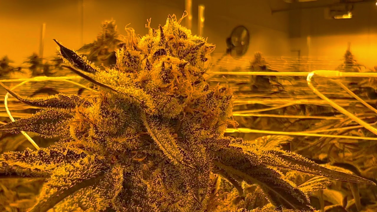 Cactus Breath on day 53 of flower. Check out these frosty ladies!