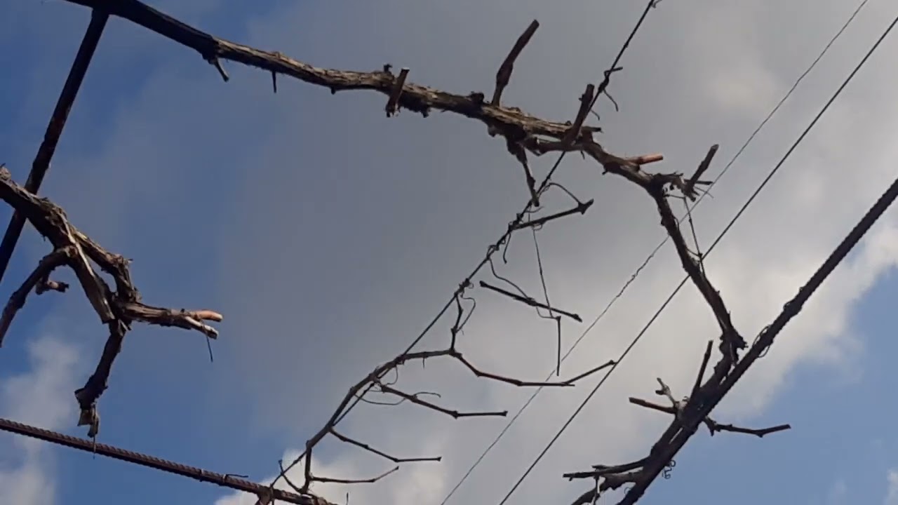 Как обрезать виноград на арке