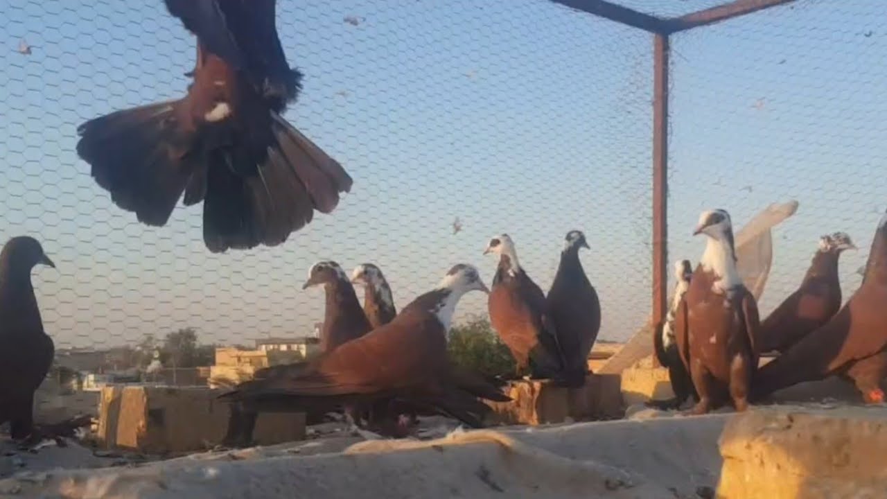 من فقرة صيد اليوم وقنبلة الموسم هاي ١٨ تك وسعاف يالله احتركنة 🤣🤣🤣 صيد رقم (٤٢)
