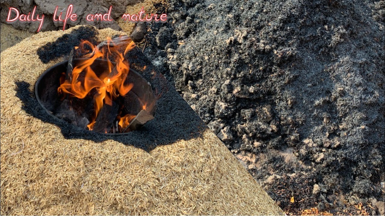 How To Make Carbonized Rice Hull || Carbonized Rice Husk || How To Make Rice Husk Charcoal