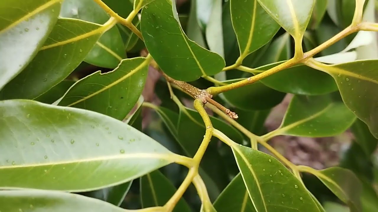 Vải muộn lộc ba đã lên hoa 