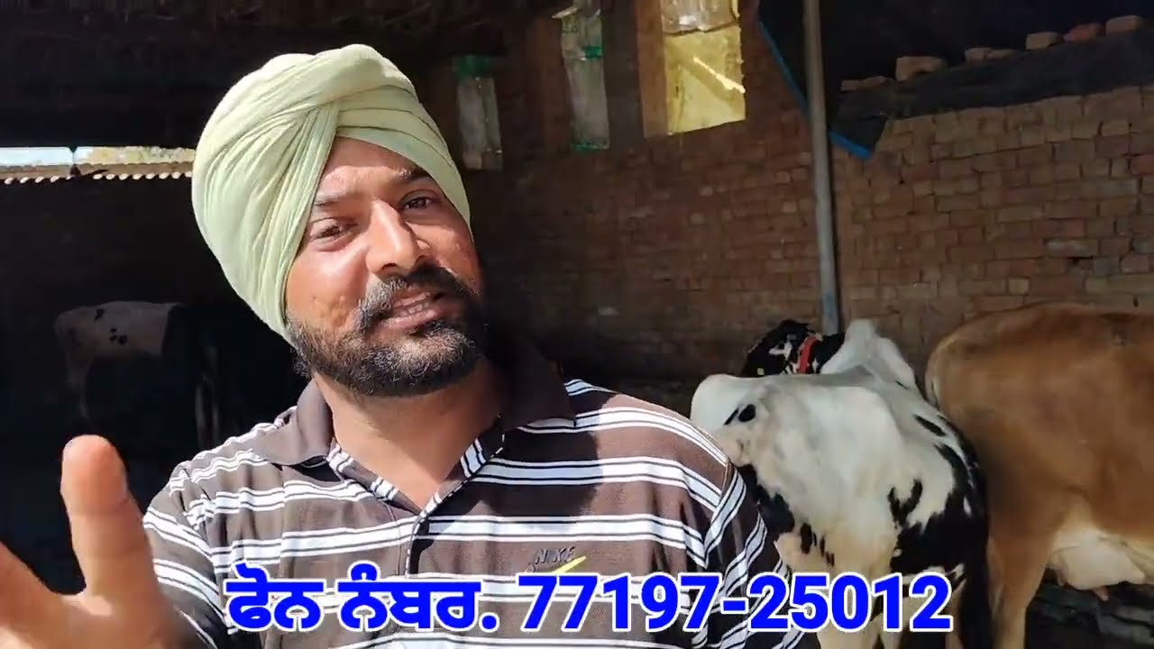 ਸਸਤੇ ਮੁੱਲ 45 ਹਜ਼ਾਰ 💥💥 ਫੁੱਲ ਚੰਗੀਆਂ 6 ਵਹਿੜਾਂ ਵਿਕਾਊ👉 1 ਤੋਕੜ ਗੱਭਣ ਵਹਿੜ ਵਿਕਾਊ💥Highmilk Six Cows For Sale 