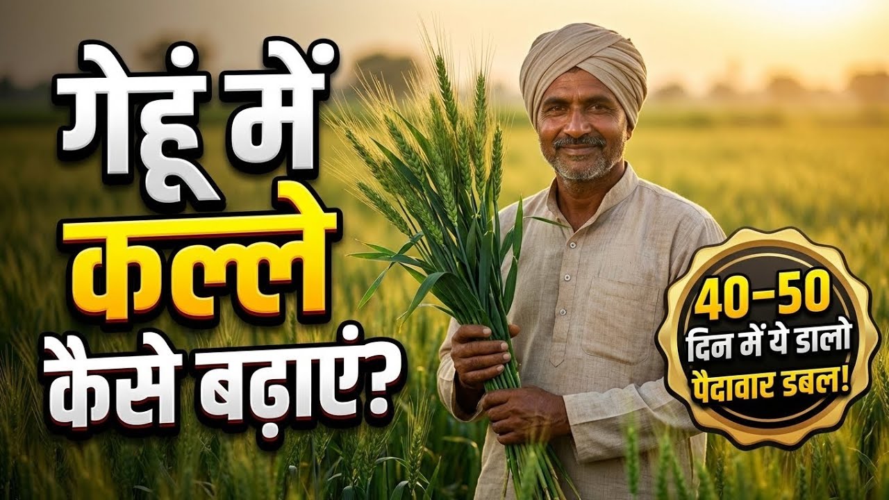 गेहूं में 40 से 50 दिन पर करें ये जरूरी काम | 1 पौधे से निकलेंगे 50 कल्ले